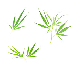 Obraz premium Set Cannabis leaf on white background.