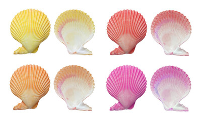 mollusk sea shells on white background