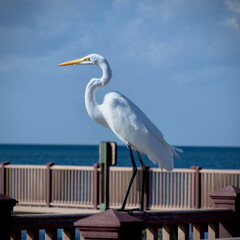 Fototapeta premium great egret on a pier