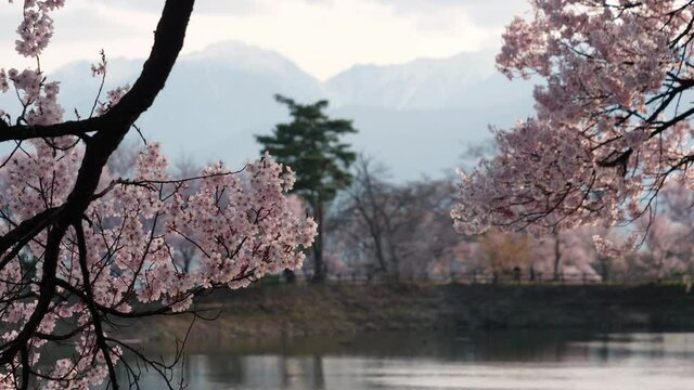 夕方の池で風に揺れる満開の桜（長野県伊那市高遠「六道の堤」にて撮影）