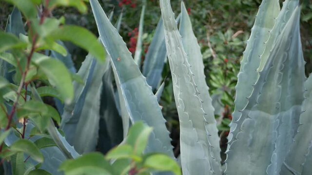 Agave leaves, succulent gardening in California, USA. Home garden design, yucca, century plant or aloe. Natural botanical ornamental mexican houseplants, desert arid climate decorative floriculture.