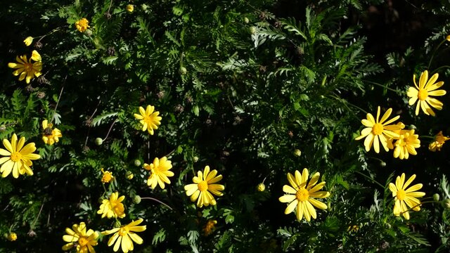 Yellow daisy flowers blossom, home gardening in California, USA. Natural botanical close up background. Euryops Pectinatus bloom in spring fresh garden. Springtime flora, Asteraceae bush in soft focus