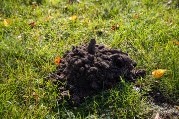Maulwurfshaufen, man könnte meinen hier will der Maulwurf seine Meinung zu irgendwas sagen :-)