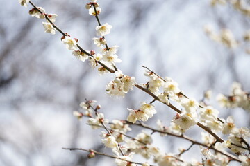 梅の花