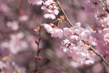 Fototapeta premium ハツミヨザクラ