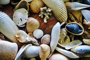 seashells on the beach