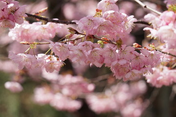 ハツミヨザクラ