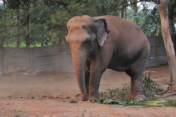 african elephant water