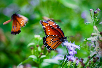 monarch butterfly on a flower