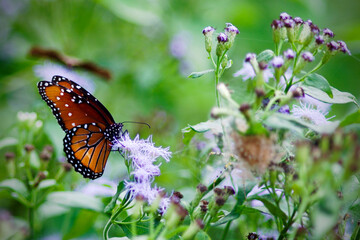 butterfly on flower