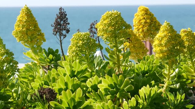 Aeonium arboreum houseleek tree yellow flower, California USA. Irish rose succulent inflorescence. Home gardening, american decorative ornamental houseplant, natural botanical ocean beach atmosphere.