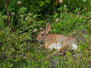 P1010022 Eastern cottontail rabbit, Sylvilagus floridanus, in meadow cECP 2020