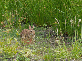P1010004 Eastern cottontail rabbit, Sylvilagus floridanus, amongst green plants cECP 2020