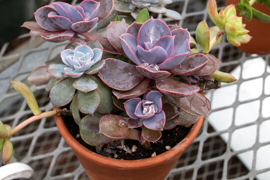 An assortment of dudleya succulents on the metal grill tables in a London, Canada greenhouse, March 2021.