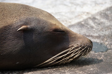 カリフォルニアアシカ