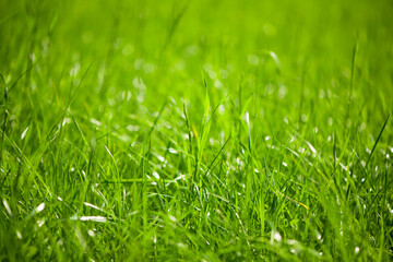 the natural green background with selective focus
