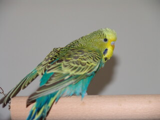 Wellensittich