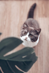 Britisch Kurzhaar Katze Kitten im Alltag süß und verspielt