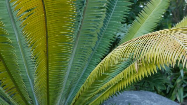 Cycad fern leaves in forest, California USA. Green fresh juicy natural botanical leafage. Encephalartos or zamiaceae dioon palm lush foliage. Tropical jungle rainforest woods atmosphere garden design.