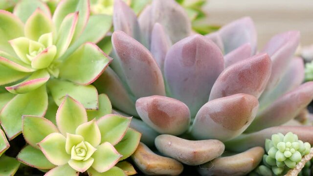 Succulent plants collection, gardening in California, USA. Home garden design, diversity of various botanical hen and chicks. Assorted mix of decorative ornamental echeveria houseplants, floriculture.