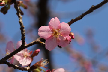 冬の公園に咲く寒桜のピンクの花