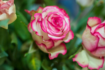Pink and white blooming roses gifrt with love