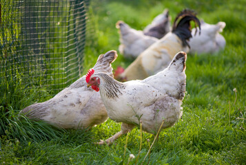 Rooster and Chickens. Free Range Cock and Hens