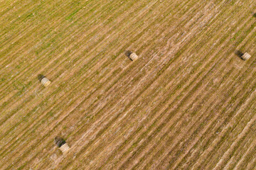 Round bales of hay in the field, forage harvesting for the winter, agricultural fields and their purpose.