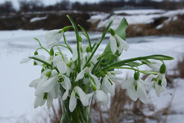 A bouquet of white snowdrops on the background of a snowy landscape. 