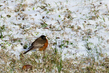 winter scenery nature morning beautiful sky birds ice snow 