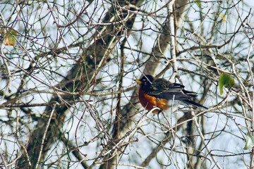 winter scenery nature morning beautiful sky birds ice snow 