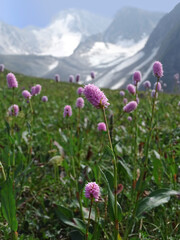 Obraz premium Wild flowers and grasses of high-altitude meadows, mountain peaks in the distance