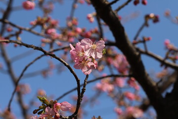 冬の公園に咲く寒桜のピンクの花