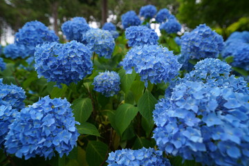 アジサイ