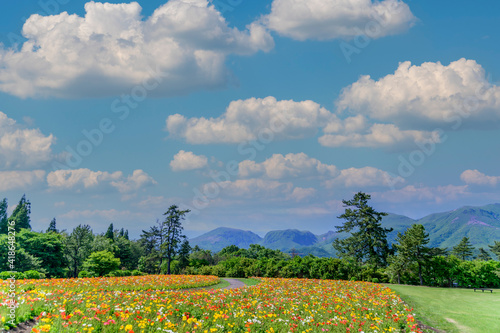 うららかな春の季節 くじゅう連山を背景にポピー花畑風景 日本 九州 大分県 くじゅう花公園年新緑 Bright Spring Season Poppy Flower Garden Landscape Against The Backdrop Of The Kuju Mountain Range Japan Kyushu Oita Prefecture Kuju Wall Mural