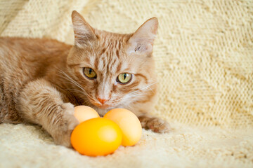 Naklejka na ściany i meble funny fat ginger cat holding orange painted eggs for easter. High quality photo