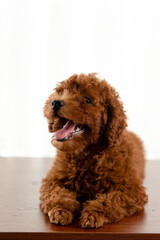 Fototapeta premium dog, poodle, puppy, pet, animal, cute, toy, isolated, canine, white, brown, black, breed, small, portrait, white background, sitting, mammal, bear, adorable, young, studio, pedigree, little, pup