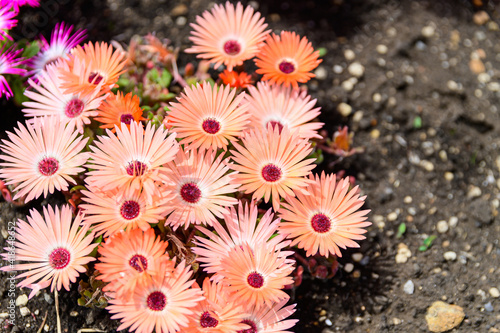 リビングストンデージー花 植物 クローズアップ撮影 春 新緑 初夏 香る風景 日本 九州 大分県 撮影地 くじゅう花公園年新緑 Livingstone Daisy Flowers Plants Close Up Photography Spring Fresh Green Early Summer Fragrant Scenery Japan
