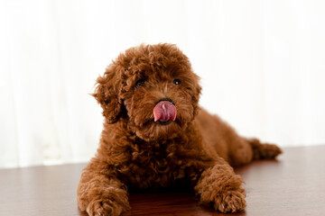 poodle puppy