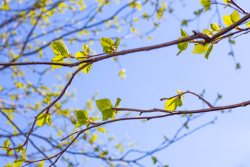 Young green leaves on a tree branch on a spring sunny day against a background of blue sky. The birch is blooming
