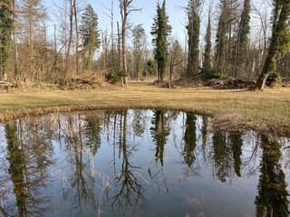 Die Altwasser im Rottenschwiler Moos and in the natural protection zone Aargau Reuss river plain...