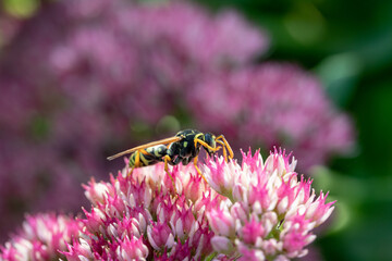 Wasp eating nectar from a pink spirea flower close-up