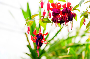 フクシアの花 クローズアップ素材イメージ 庭園風景 花壇風景 新緑風景イメージ素材 日本 九州 大分県 くじゅう花公園 年春 Fuchsia Flowers Close Up Material Image Garden Landscape Flowerbed Landscape Fresh Green Landscape Image Material Japan フクシアの花 クローズアップ素材イメージ 庭園風景 花壇風景 新緑風景イメージ素材 日本 九州 大分県 くじゅう花公園 年春 Fuchsia Flowers Close Up Material Image Garden Landscape Flowerbed Landscape Fresh Green Landscape Image Material Japan