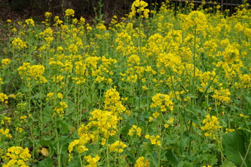菜の花