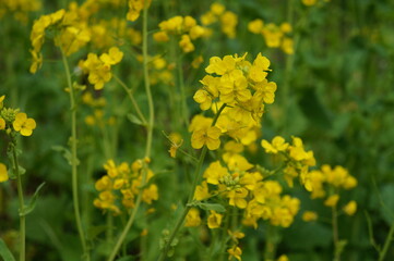 菜の花