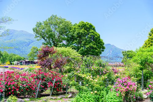 うららかな春の季節 くじゅう花公園の風景 日本 九州 大分県 くじゅう花公園年新緑 Bright Spring Season Scenery Of Kuju Flower Park Japan Kyushu Oita Prefecture Kuju Flower Park Fresh Green Canvas Print Korokichikun