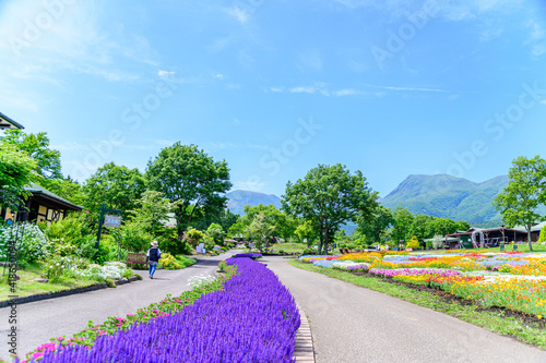 うららかな春の季節 くじゅう花公園の風景 日本 九州 大分県 くじゅう花公園年新緑 Bright Spring Season Scenery Of Kuju Flower Park Japan Kyushu Oita Prefecture Kuju Flower Park Fresh Green Wall Mural Korokichikun