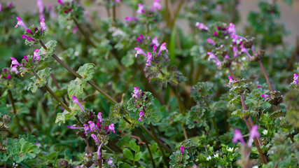 flowers in the field