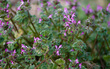 flowers in the garden