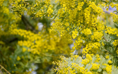 yellow flowers in spring